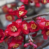 Buy canvas prints of  Japanese quince by Stephen Prosser