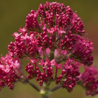 Buy canvas prints of  Red valerian by Stephen Prosser