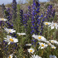 Buy canvas prints of  Vipers bugloss by Stephen Prosser