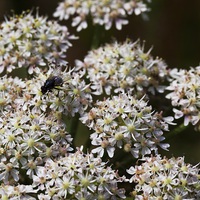 Buy canvas prints of Wild carrot by Stephen Prosser