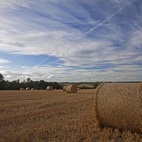 Buy canvas prints of  The harvest is in by Stephen Prosser