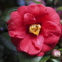 Buy canvas prints of  Camelia by Stephen Prosser