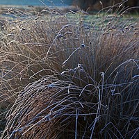 Buy canvas prints of Winter spangles by Stephen Prosser