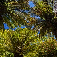 Buy canvas prints of Ferns, a differnt perspective! by Stephen Prosser