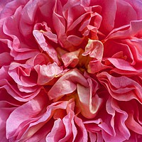 Buy canvas prints of Beautiful frills by Stephen Prosser