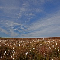 Buy canvas prints of Cotton grass under blue skies by Stephen Prosser