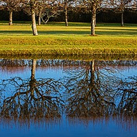 Buy canvas prints of Topsy turvey trees by Stephen Prosser