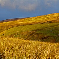 Buy canvas prints of Hills of gold by Stephen Prosser