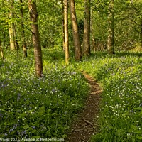 Buy canvas prints of Spring Woodland Walk by Martyn Arnold