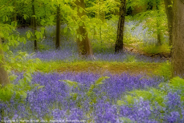 Artistic Bluebells Picture Board by Martyn Arnold