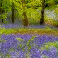 Buy canvas prints of Artistic Bluebells by Martyn Arnold