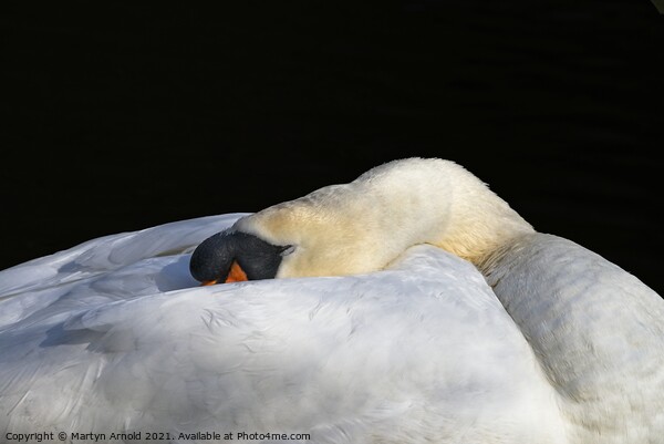 Sleeping Swan Picture Board by Martyn Arnold