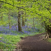 Buy canvas prints of Durham Bluebell Wood by Martyn Arnold