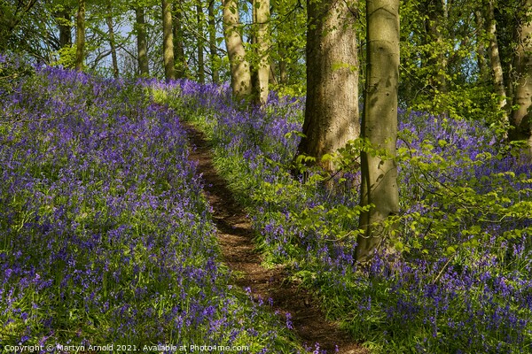 Walk through the Bluebell Wood Picture Board by Martyn Arnold