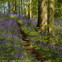 Buy canvas prints of Walk through the Bluebell Wood by Martyn Arnold