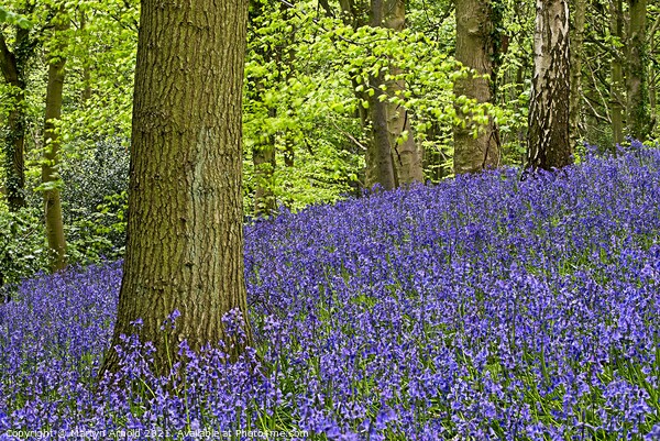 English Bluebells on Woodland Hillside Picture Board by Martyn Arnold