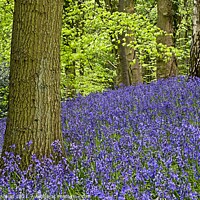 Buy canvas prints of English Bluebells on Woodland Hillside by Martyn Arnold