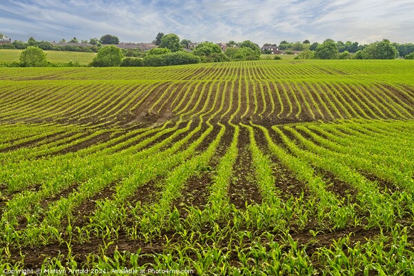 Corn Fields Picture Board by Martyn Arnold