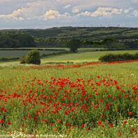 Buy canvas prints of Poppy Fields 2021 by Martyn Arnold