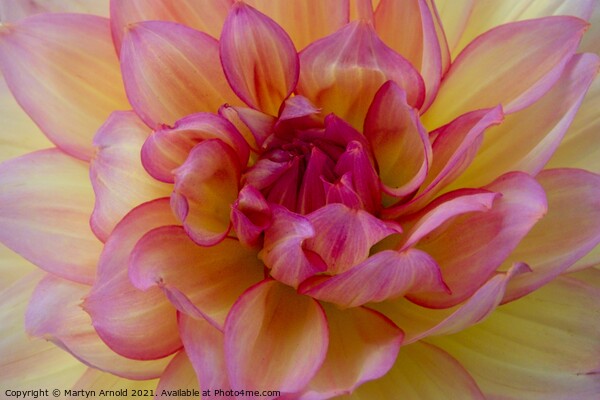 Dalia Flower Macro Closeup Picture Board by Martyn Arnold