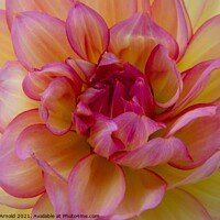 Buy canvas prints of Dalia Flower Macro Closeup by Martyn Arnold