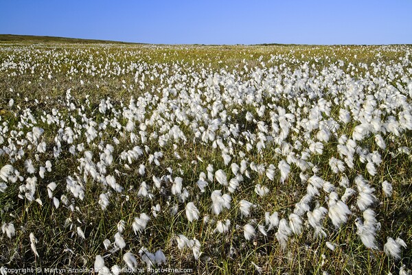 Yorkshire Moors Cotton Grass Picture Board by Martyn Arnold