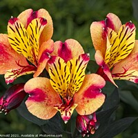 Buy canvas prints of Lily of the Inca's  (Alstroemeria) by Martyn Arnold