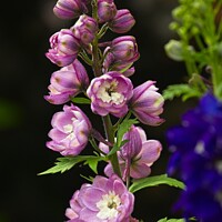 Buy canvas prints of Dephinium flowers by Martyn Arnold