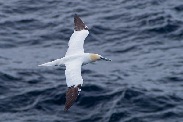 Northern Gannet (Morus bassanus) heading for Shetland Picture Board by Martyn Arnold