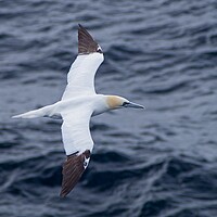 Buy canvas prints of Northern Gannet (Morus bassanus) heading for Shetland by Martyn Arnold