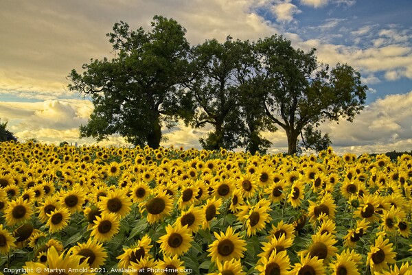 Sunflower Field - Helianthus Picture Board by Martyn Arnold