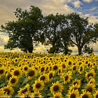 Buy canvas prints of Sunflower Field - Helianthus by Martyn Arnold