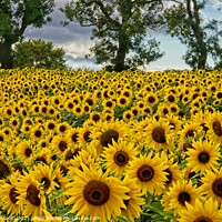 Buy canvas prints of Sunflowers - Heliathus by Martyn Arnold