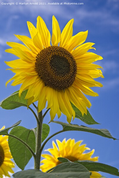 Sunflower and Blue Sky - Helianthus Picture Board by Martyn Arnold