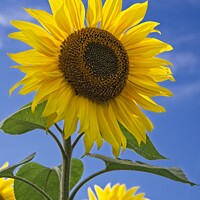 Buy canvas prints of Sunflower and Blue Sky - Helianthus by Martyn Arnold