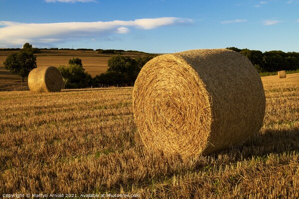 Autumn Haybales Picture Board by Martyn Arnold