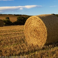 Buy canvas prints of Autumn Haybales by Martyn Arnold