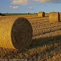 Buy canvas prints of Golden Sunset over Haybales by Martyn Arnold