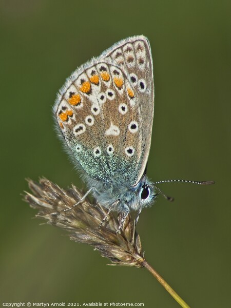 Male Common Blue Butterfly - Polyommatus icarus Picture Board by Martyn Arnold
