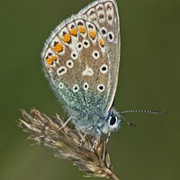 Buy canvas prints of Male Common Blue Butterfly - Polyommatus icarus by Martyn Arnold