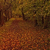 Buy canvas prints of Fallen Leaves in Autumn Wood by Martyn Arnold