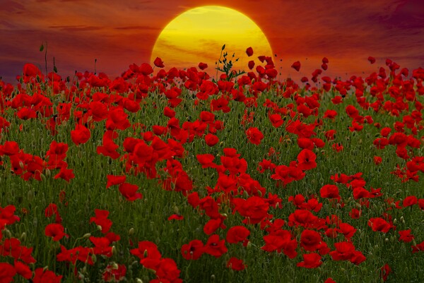 At the Going Down of the Sun - Sunset Poppy Field  Picture Board by Martyn Arnold