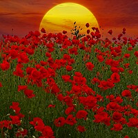 Buy canvas prints of At the Going Down of the Sun - Sunset Poppy Field  by Martyn Arnold