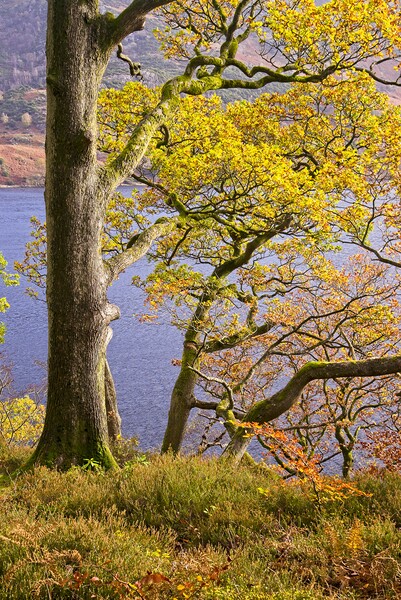 Autumn Trees at Ullswater Picture Board by Martyn Arnold
