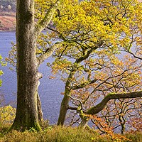 Buy canvas prints of Autumn Trees at Ullswater by Martyn Arnold