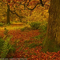 Buy canvas prints of Southwick Wood Northamptonshire in Autumn by Martyn Arnold