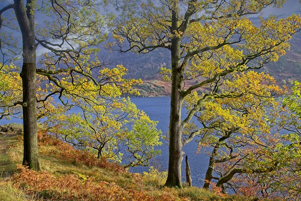 Autumn Trees on the shores of Ullswater Lake Picture Board by Martyn Arnold