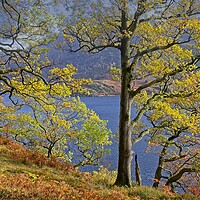 Buy canvas prints of Autumn Trees on the shores of Ullswater Lake by Martyn Arnold