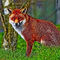 Buy canvas prints of Arty Mr Fox by Martyn Arnold