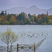 Buy canvas prints of Misty Catbells across Derwent Water from Crow Park, Keswick by Martyn Arnold